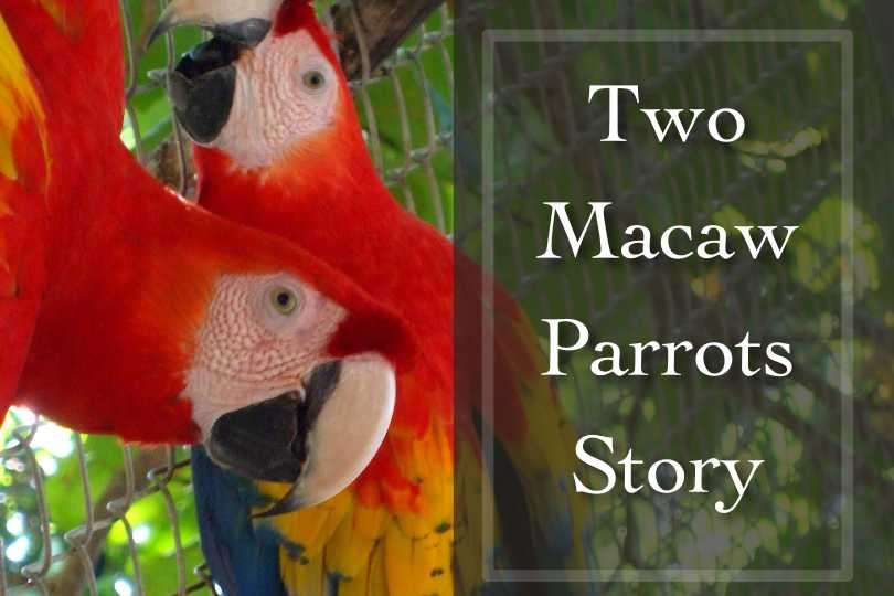 Two Macaw Parrots